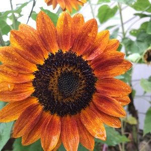 Meet your Posher, Robin